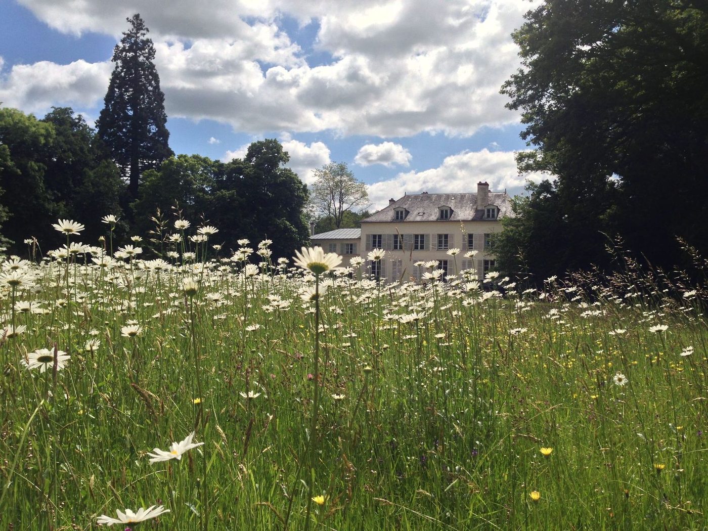 Prairie de marguerites en fleur devant la façade du Château de Séréville, dans l'Yonne
